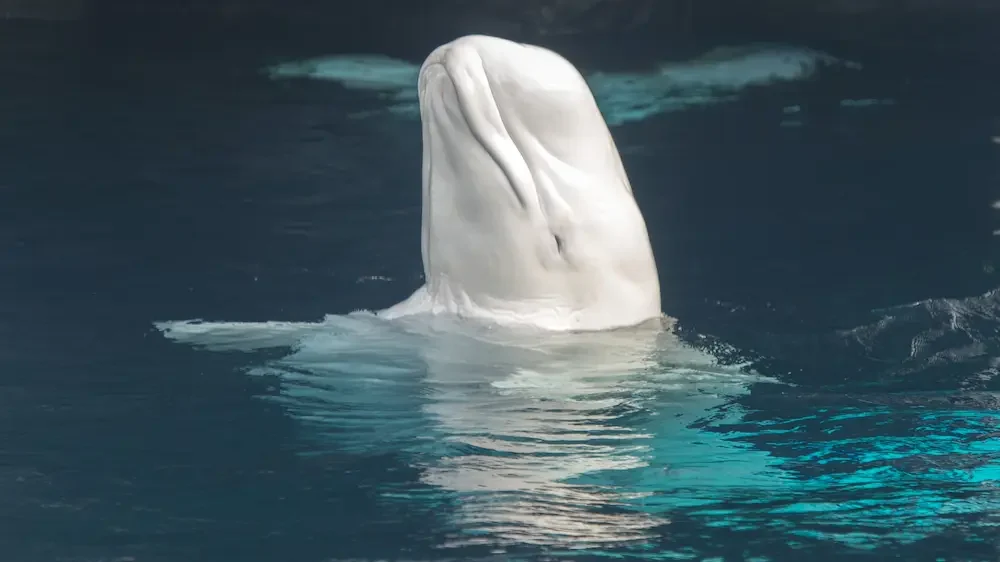 Beluga whale