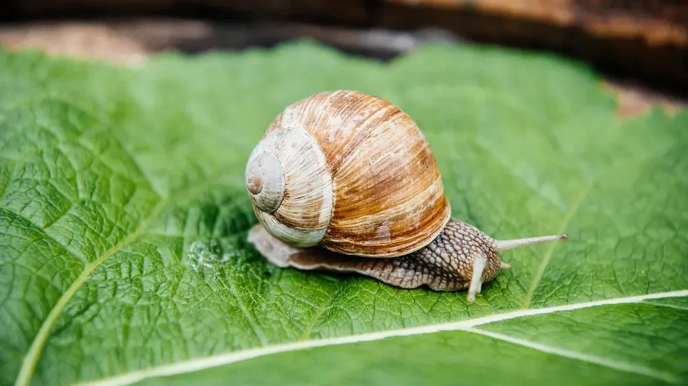 Snail in the garden on green leaf