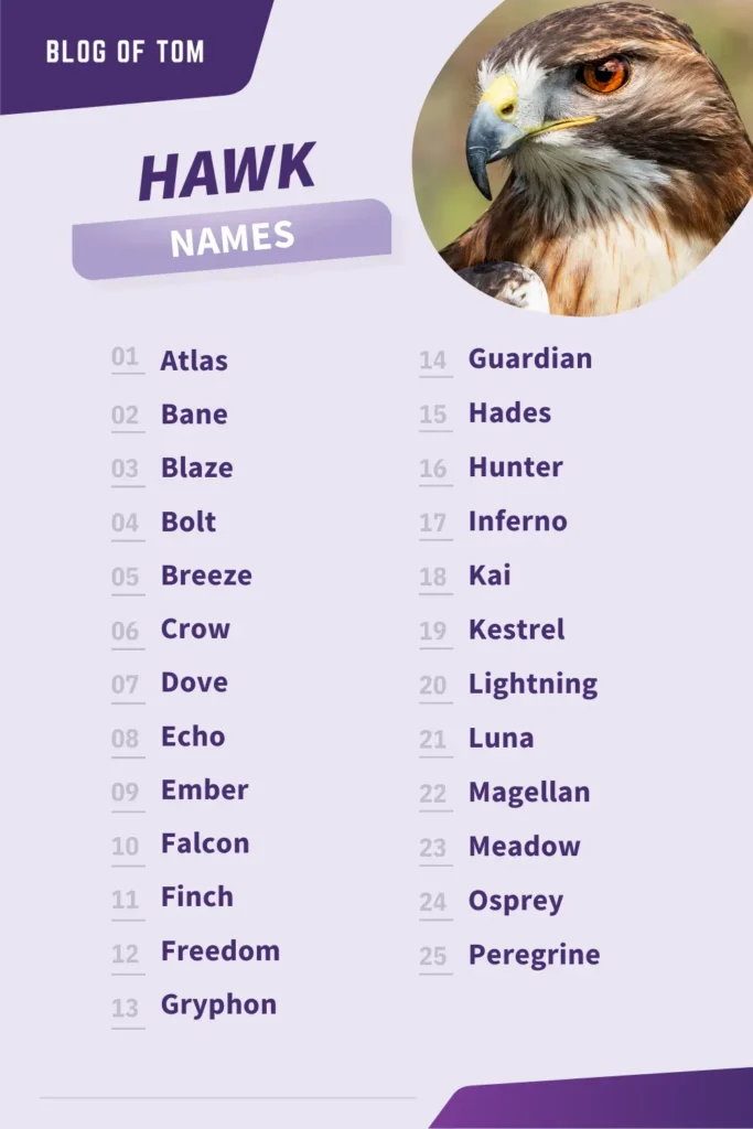 Hawk Names Infographic