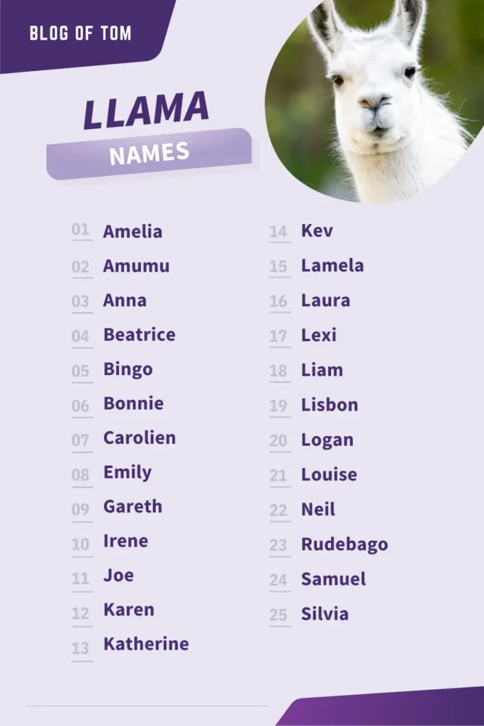 Llama Names Infographic