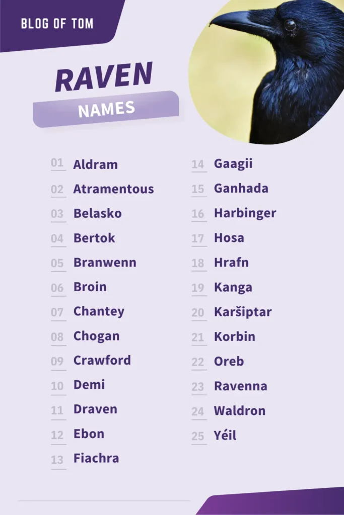 Raven Names Infographic