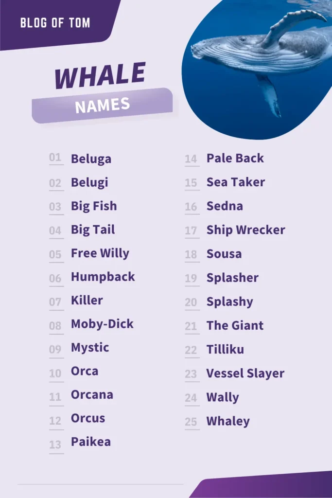 Whale Names Infographic