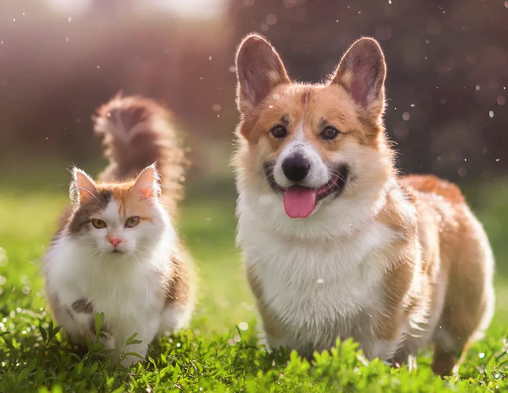 Furry friends red cat and corgi dog walking in a summer meadow