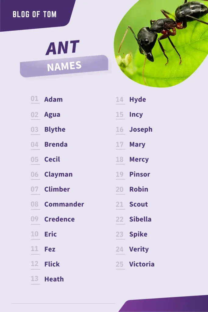 Ant Names Infographic