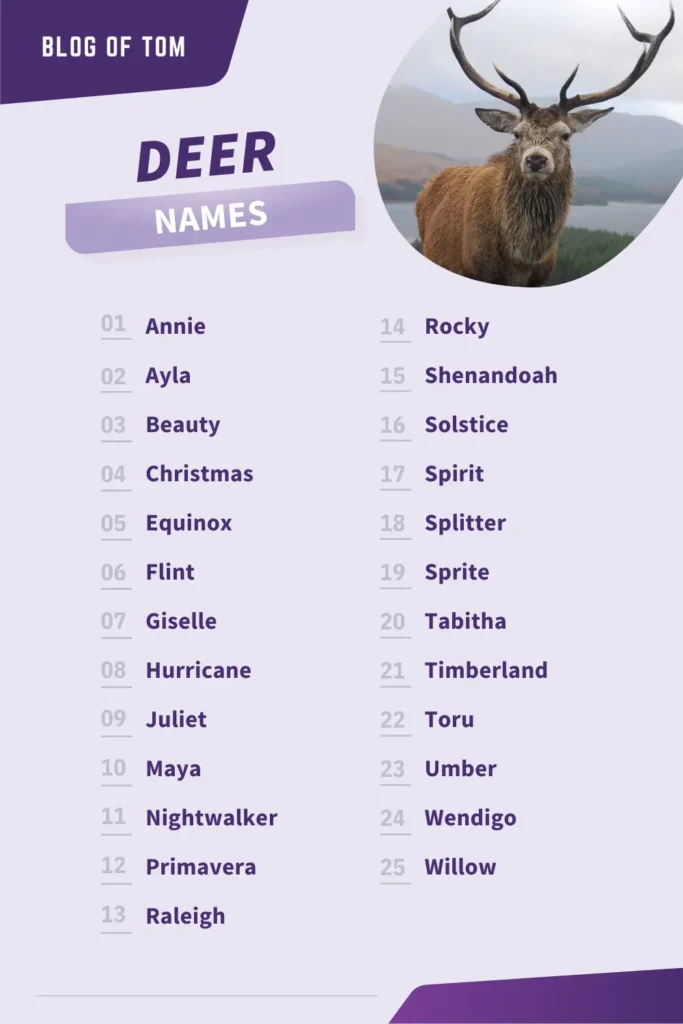 Deer Names Infographic