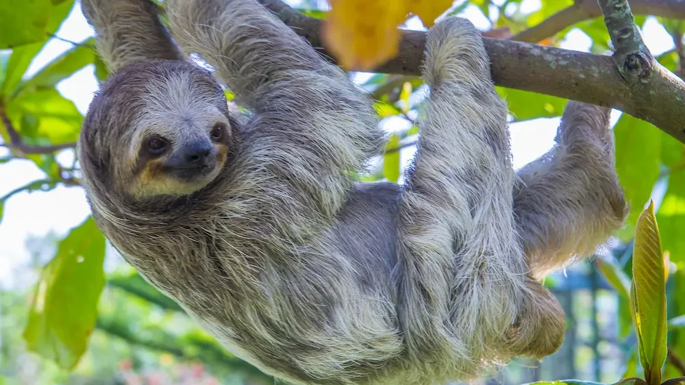 Sloth