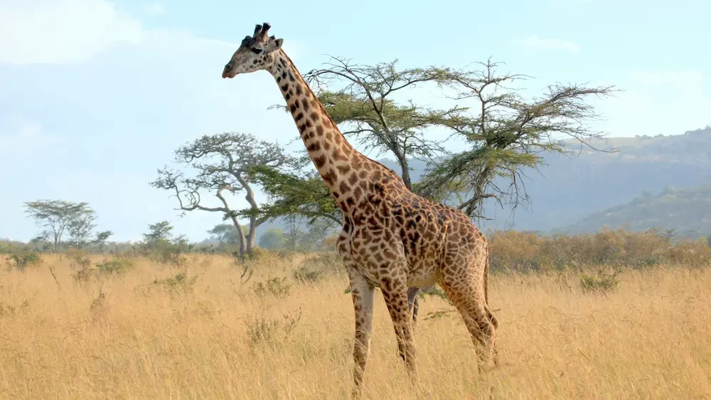 The Roaming Giraffe