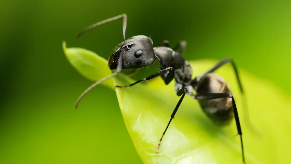 Macro of a black ant