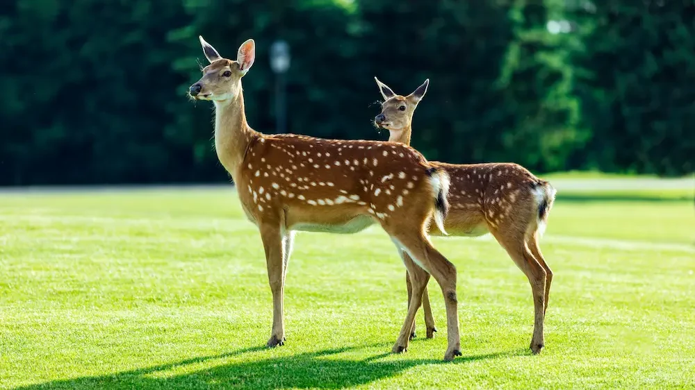 Beautiful deer in park