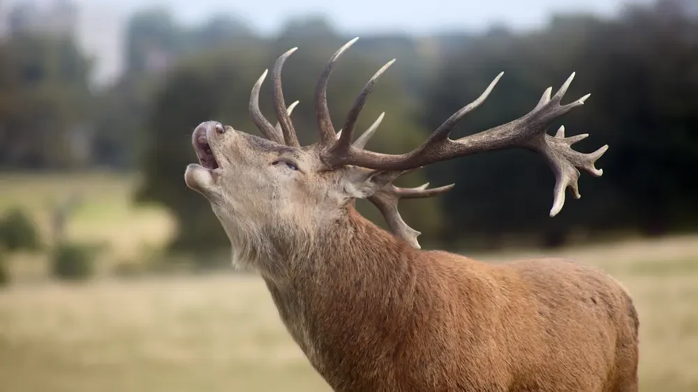 Roaring red deer