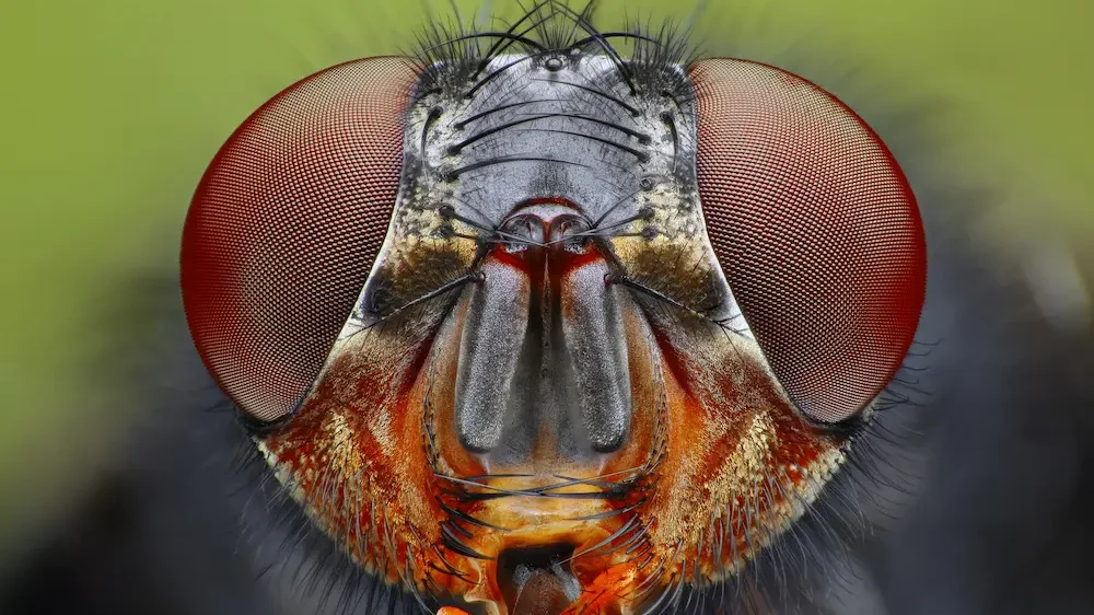 Fly head close up