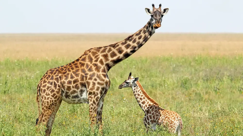 Baby giraffe and mother