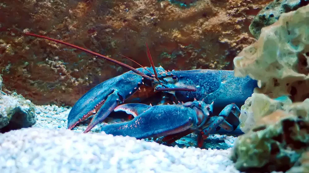 Lobster