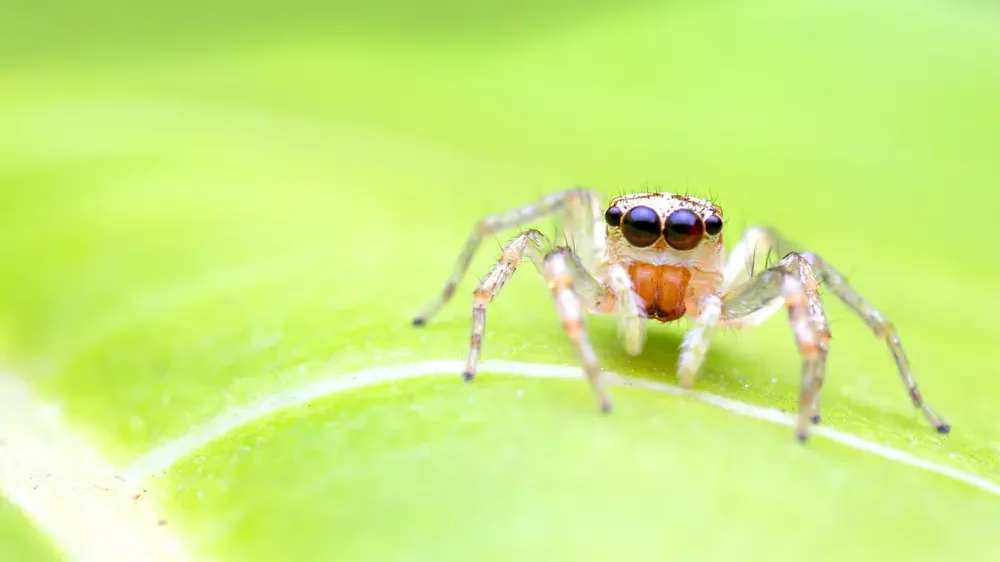 Macro image of jumping spider