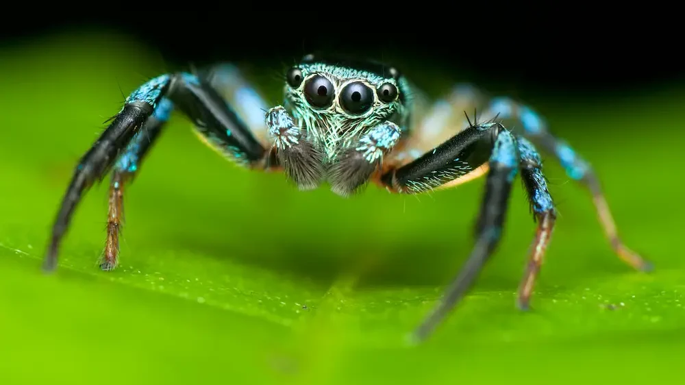 Jumping Spider