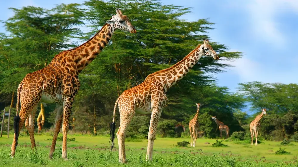 Family of wild giraffes