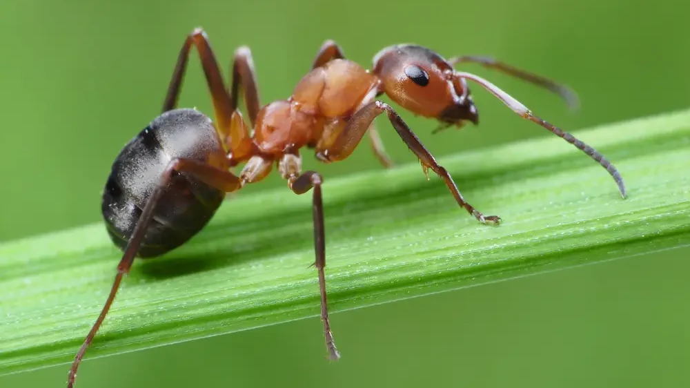 Ant on grass