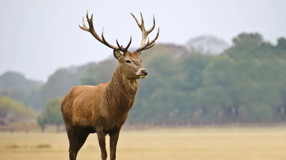 Portrait of majestic red deer stag in Autumn