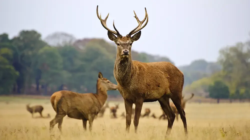 Herd of red deers