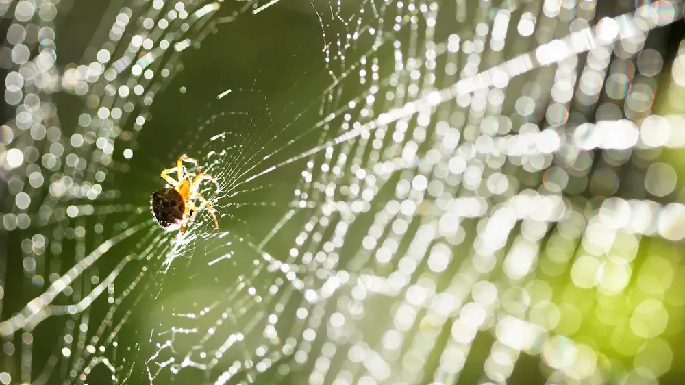 Spider on a web