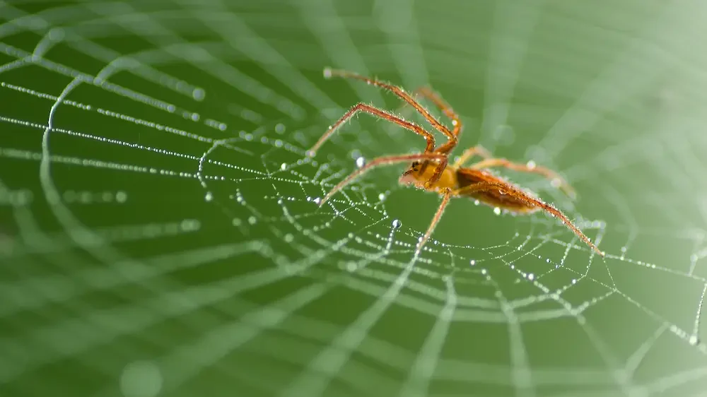 Wild red spider