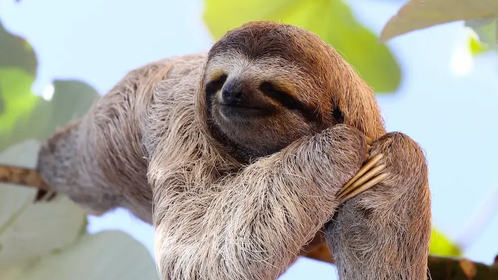 Sloth