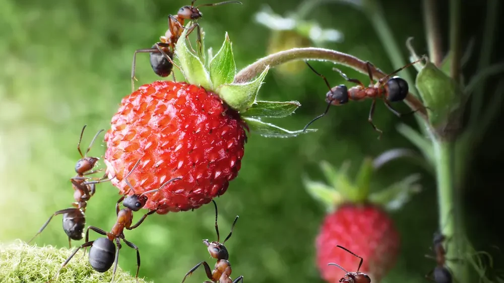 Team of ants picking wild strawberry