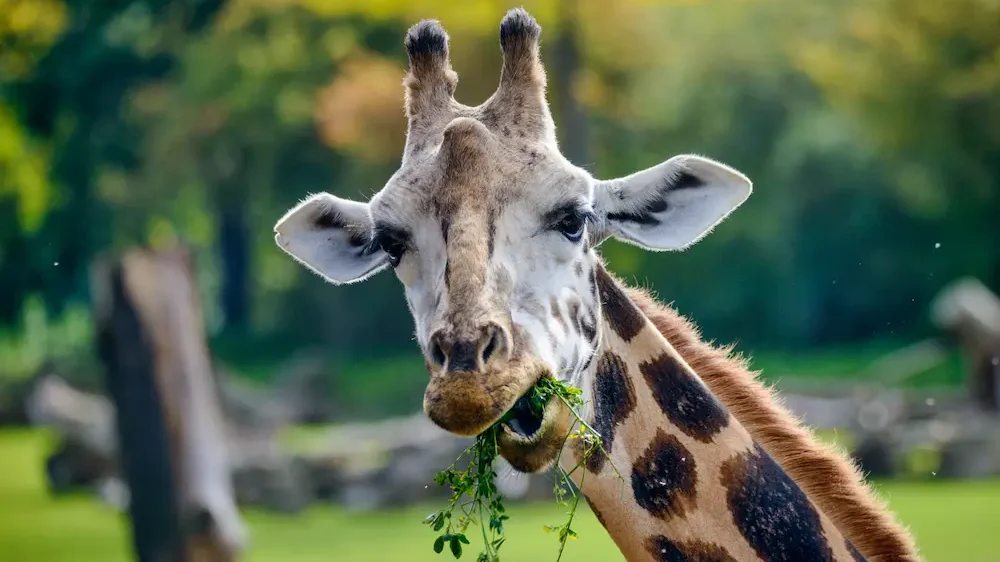 Giraffe eating leaves