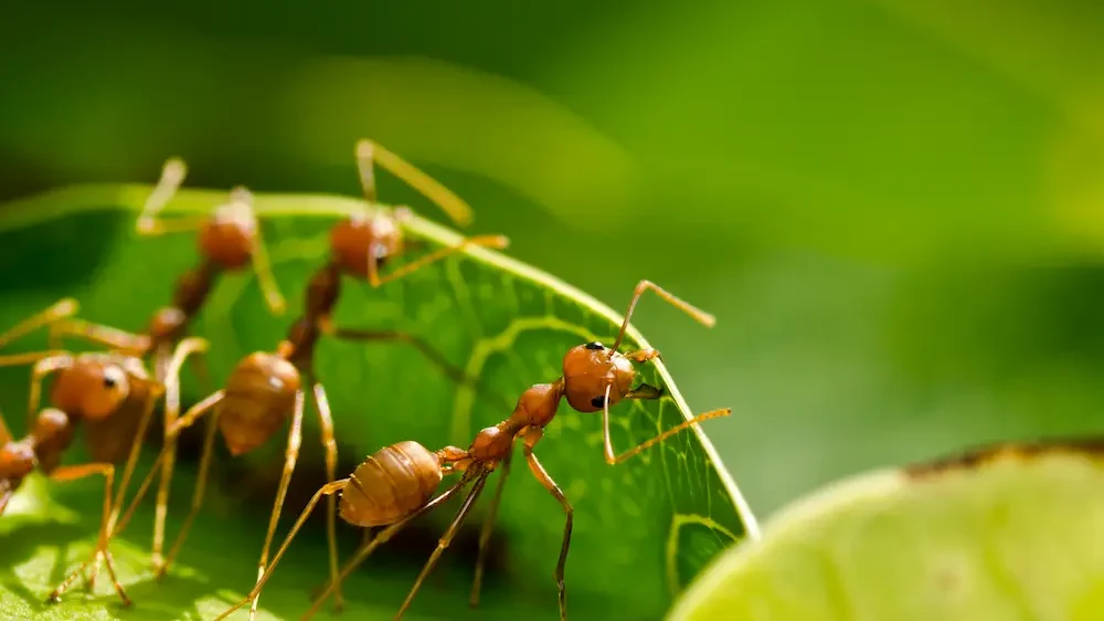 Red ant team working together