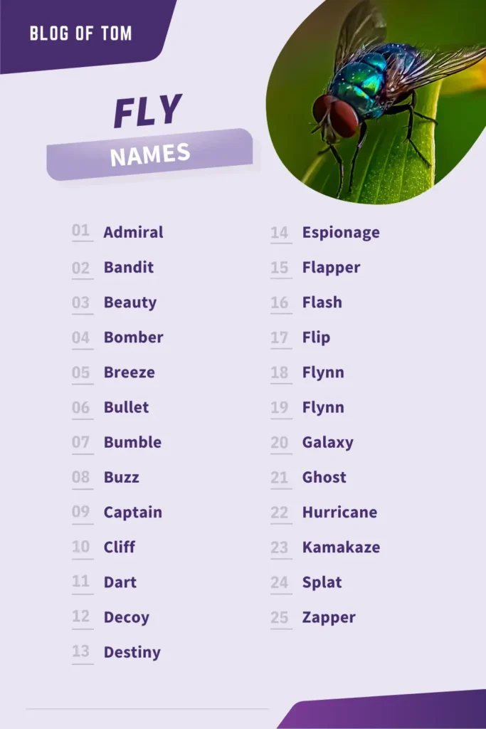 Fly Names Infographic