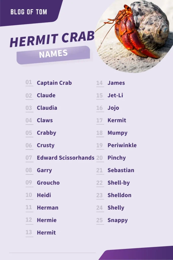 Hermit Crab Names Infographic