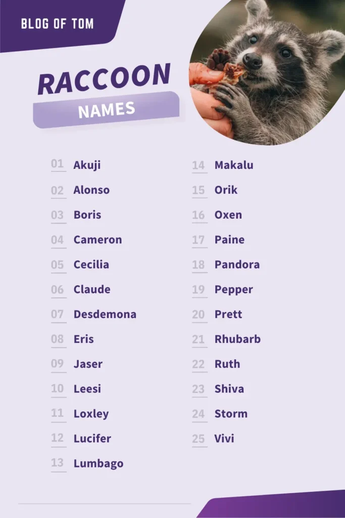 Raccoon Names Infographic