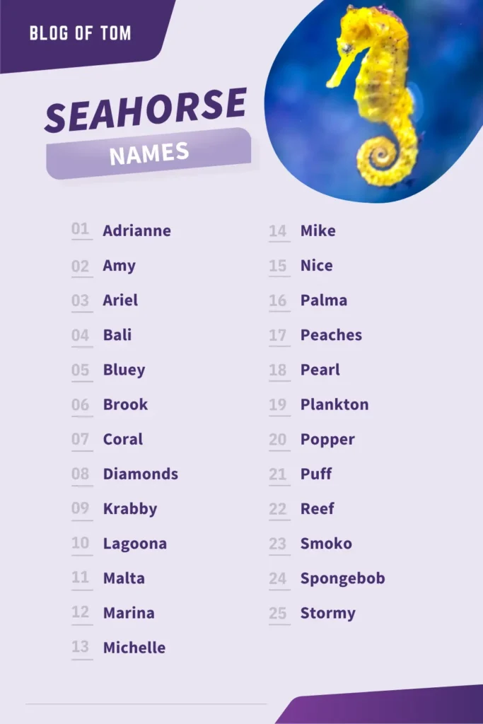 Seahorse Names Infographic