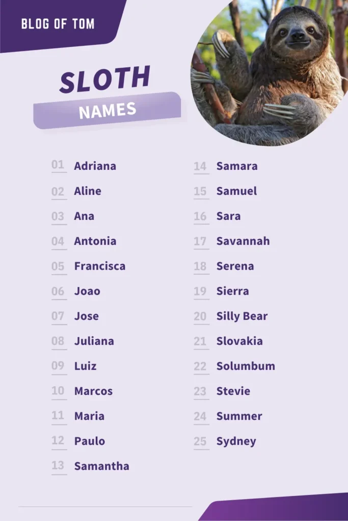 Sloth Names Infographic