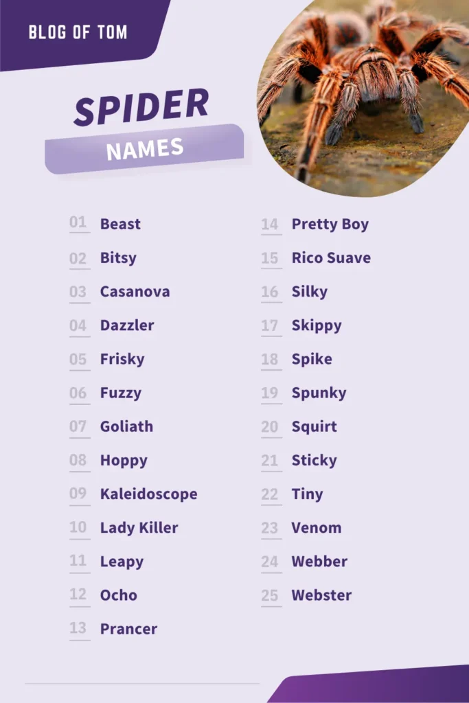 Spider Names Infographic
