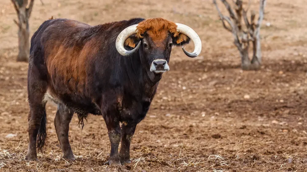 Ox on a farm