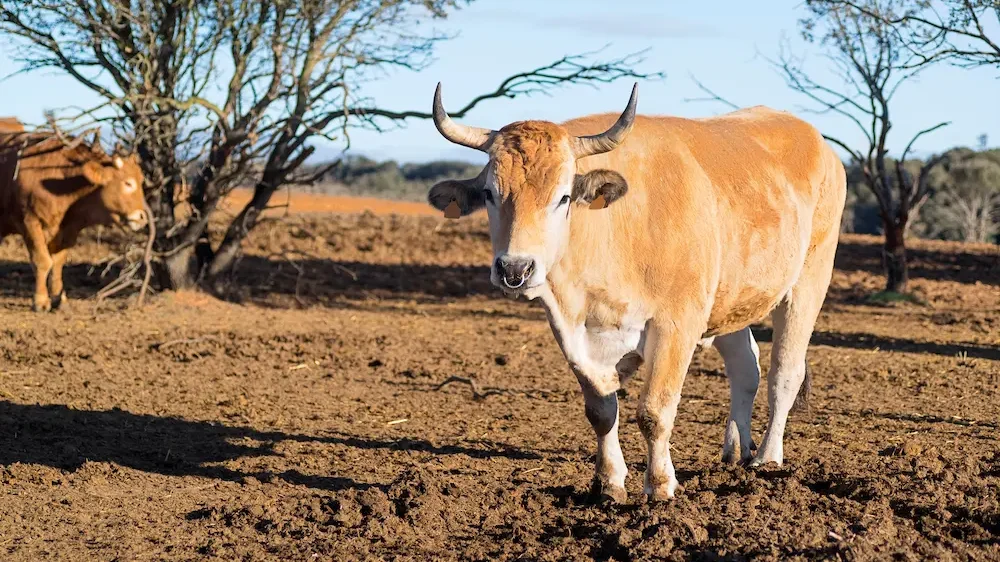 Ox bull in spanish cattle farm