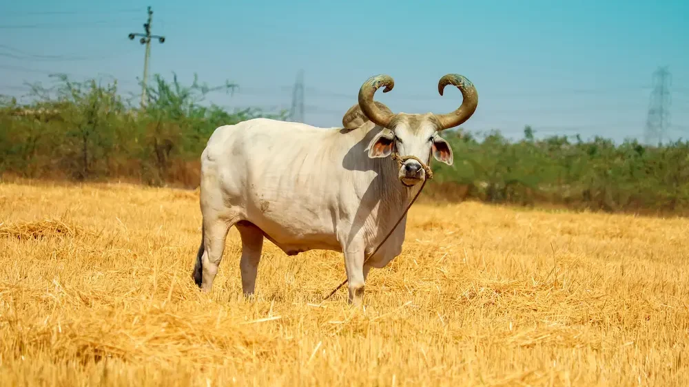 Ox on a farm
