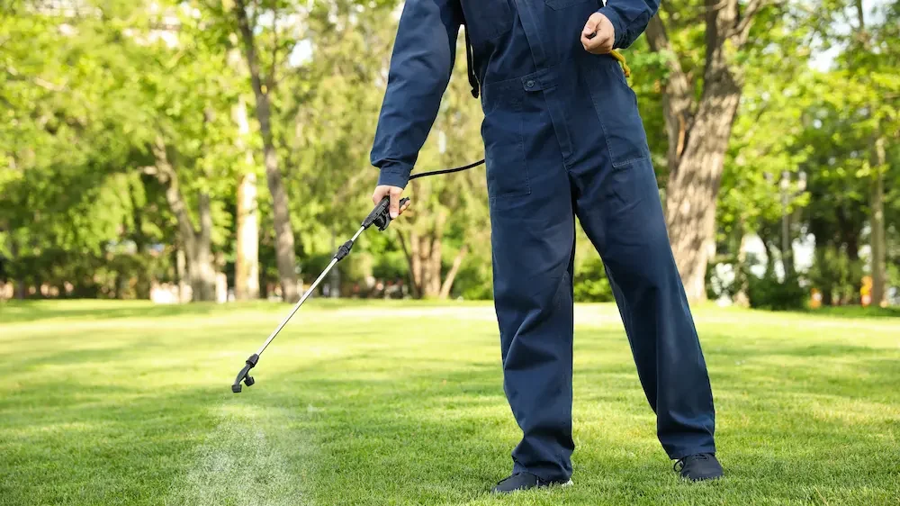 Worker spraying pesticide onto green lawn outdoors