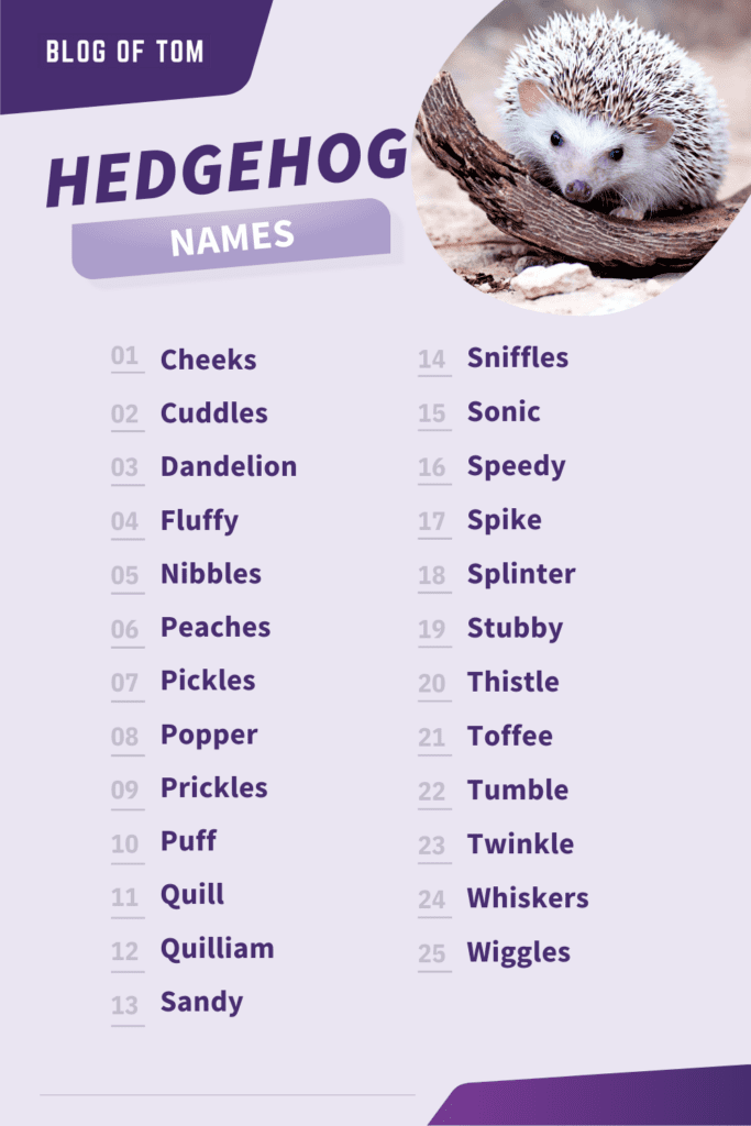Hedgehog Names Infographic