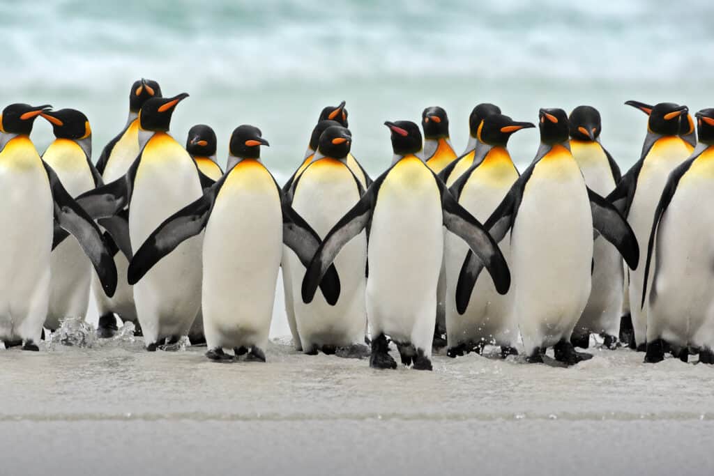 199+ Penguin Names (Best, Cute & Funny Naming Ideas)