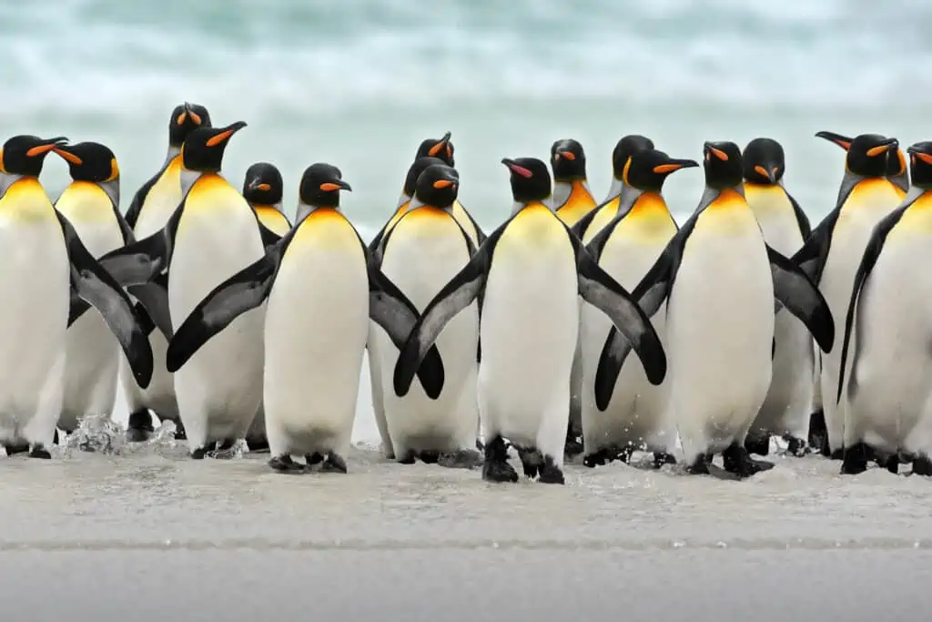 Group of king penguins coming back together from sea to beach with wave a blue sky, Volunteer Point, Falkland Islands