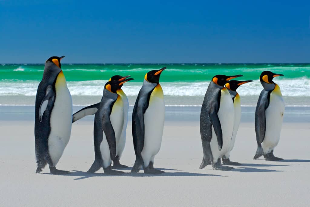 Group of King penguins
