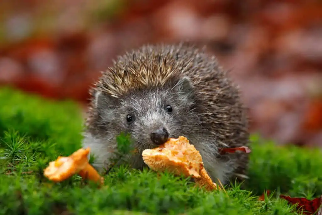 Cute European Hedgehog