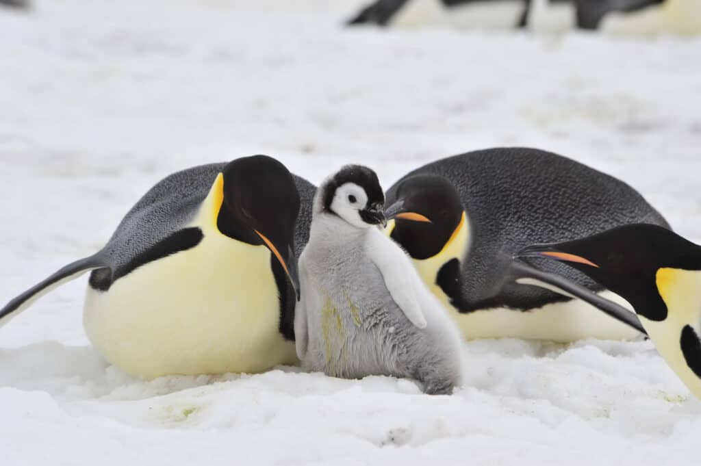 Emperor Penguins with chick
