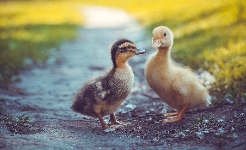 ducklings outdoor