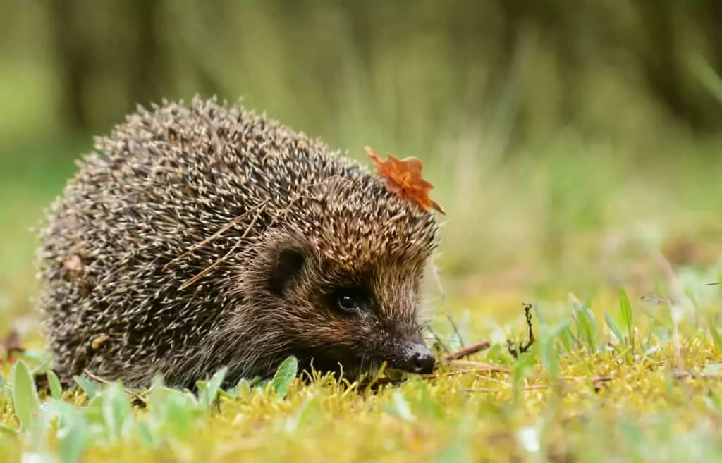 Young hedgehog in the forest