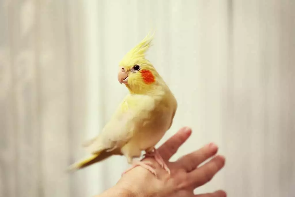 Yellow cockatiel on female hand