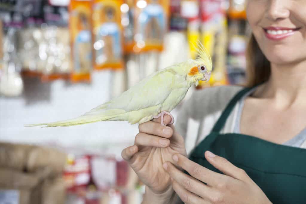 Smiling Saleswoman With Cockatiel In Store
