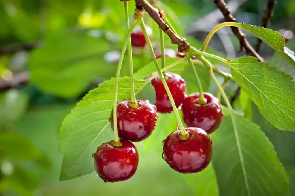 Sour Cherries